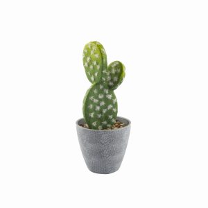 Cactus en macetero
