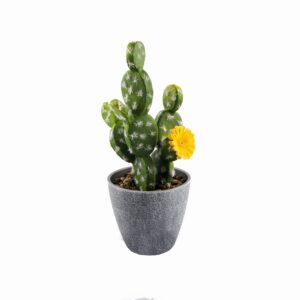 Cactus en macetero