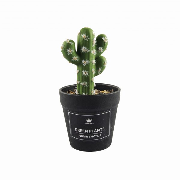 Cactus en macetero negro